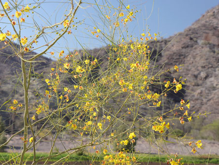 Wispy leaves and flowers of Mexican Palo Verde