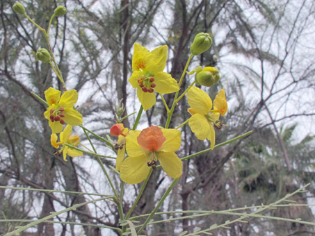 Mexican Palo Verde flowers