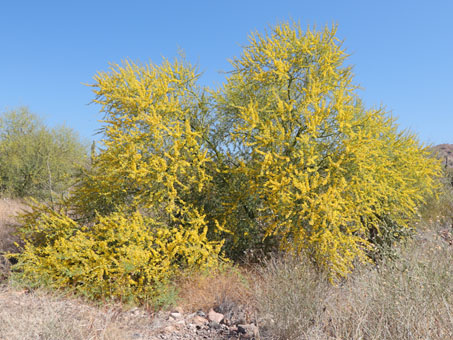 Blue Palo Verde tree with flowers