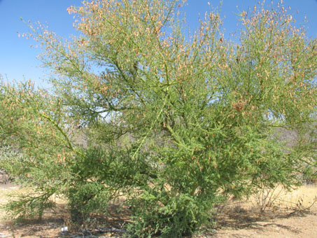 Blue Palo Verde tree with fruit