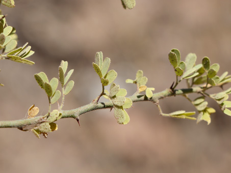 Blue Palo Verde branches with flowers