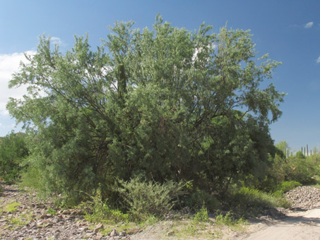 Desert Ironwood tree