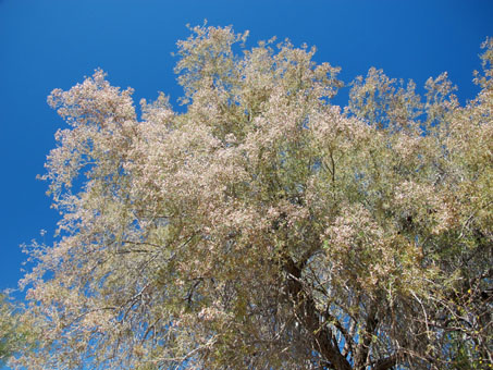 Desert Ironwood tree