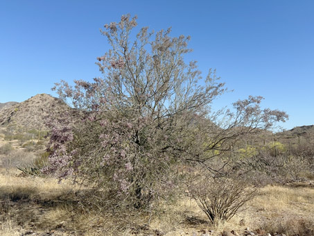 Desert Ironwood tree starting to bloom