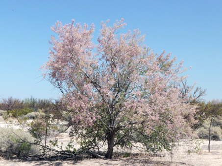 Desert Ironwood tree in bloom
