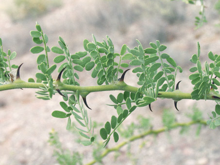 Desert Ironwood leaves and spines