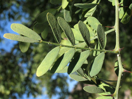 Desert Ironwood leaf