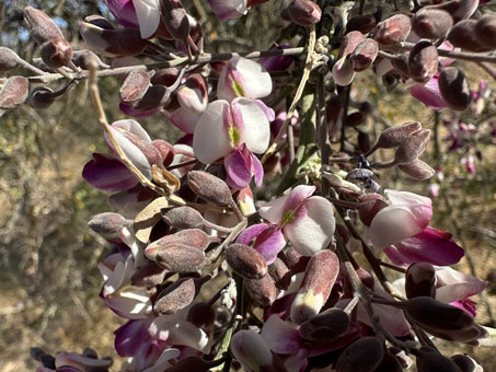 Desert Ironwood flowers