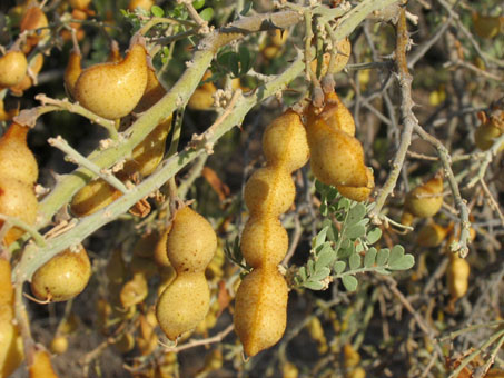 Desert Ironwood Fruit