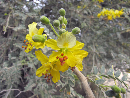 Hybrid Palo Verde leaves and flowers