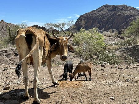Goats and a cow at the ranch