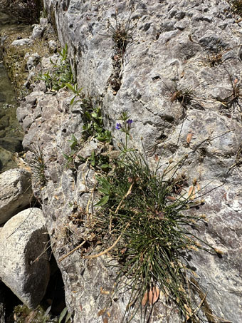 Eleocharis geniculata plant in rock crevice