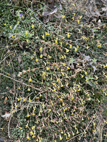 Copyright © 2025 D. Valov Erythranthe dentiloba plants along creek