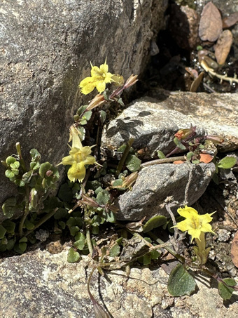 Copyright © 2025 D. Valov Erythranthe dentiloba plants along creek