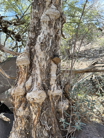 Copyright © 2025 D. Valov shelf fungus on trunk of Palo Blanco tree