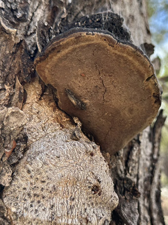 Copyright © 2025 D. Valov shelf fungus on trunk of Palo Blanco tree