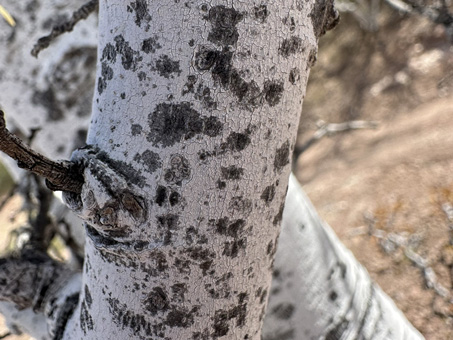 lichen on bark of Palo Blanco tree