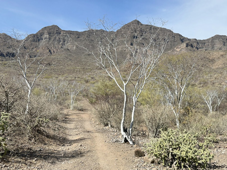 Desert view with lots of white tree trunks visible