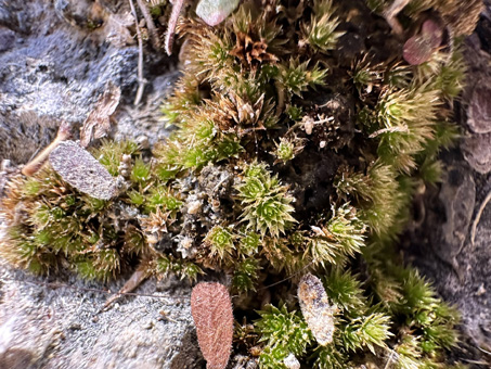 pillow of moss