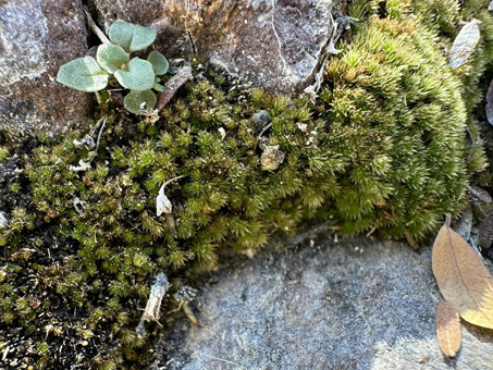 pillow of moss