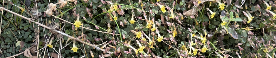 Closeup of a carpet of Tooth-Petal Monkey Flower (Erythranthe dentiloba).