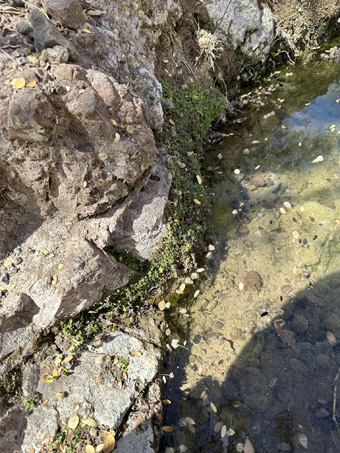 Copyright © 2025 D. Valov pool in the creek