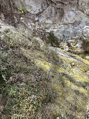 Copyright © 2025 D. Valov dense cover of hydrophytes on rock slab above the creek