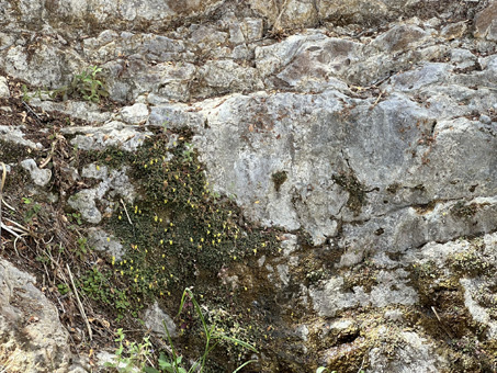 plants on the rock faces above the creek