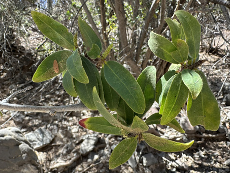 Sebastiana shrub