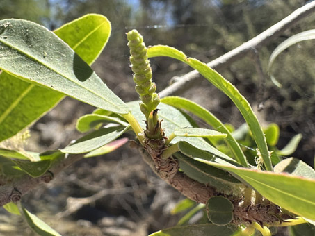 Staminate infloresecene of Sebastiana bilocularis