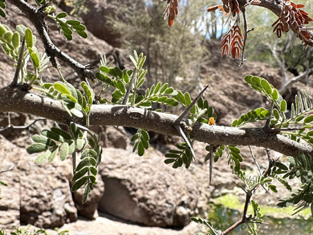 California acacia branch