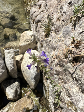 Copyright © 2025 D. Valov Stemodia durantifolia flowers along creek