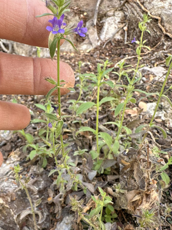 Copyright © 2025 D. Valov Stemodia durantifolia flowers along creek