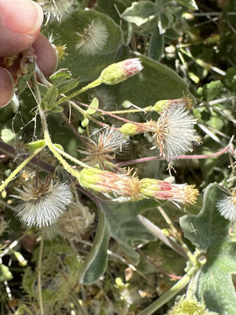 flores y fruto de Brickellia