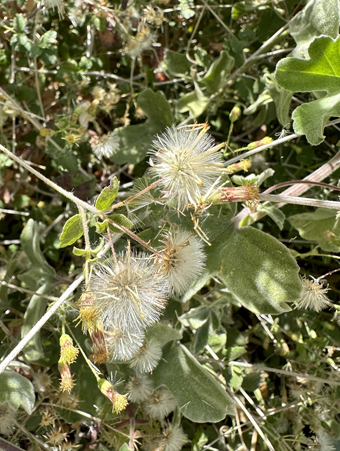 flores y fruto de Brickellia