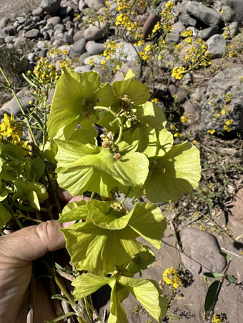 Gallineta con los frutos alados