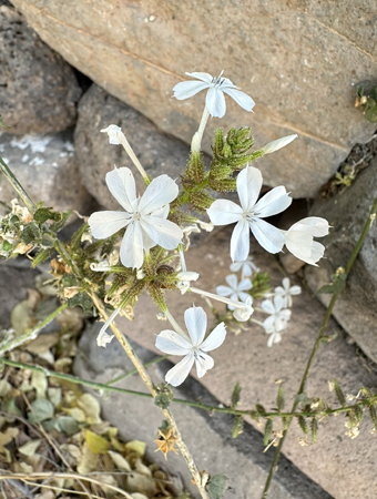 Flores y fruto de Plumbago zeylanica