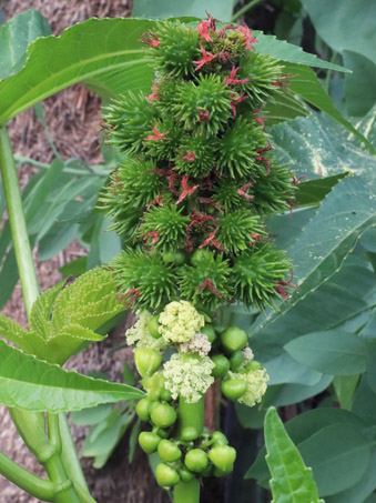 La Higuerilla con fruto inmadura y seco