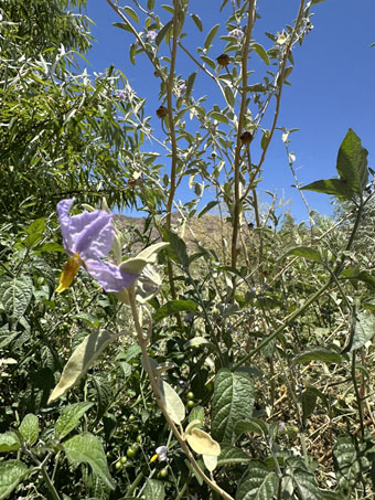 Dos species de Solanum