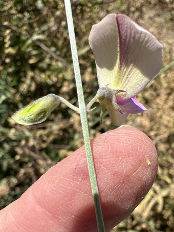 flor de Tephrosia palmeri