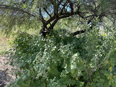 Abutilon palmeri plants