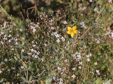 Stenotis brevipes and various annual herbs