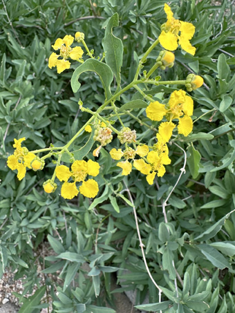 Butterfly vine in bloom