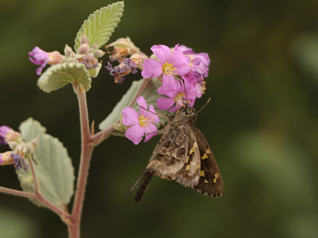Dorantes longtail butterfly