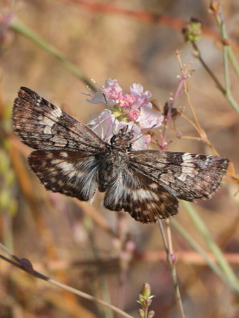 Butterfly feeding on flower