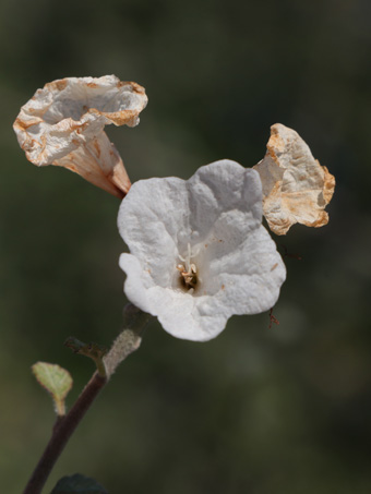 Littleleaf Cordia flowers