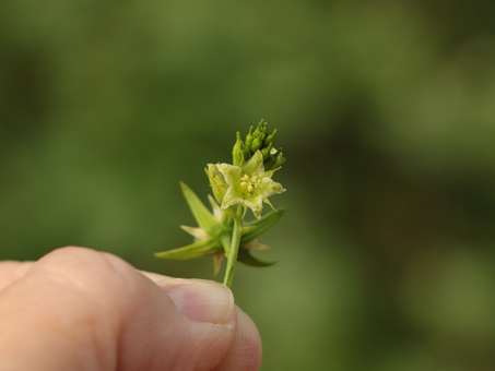 Flowers of Brandegee Silverbush