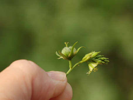 Fruit of Brandegee Silverbush