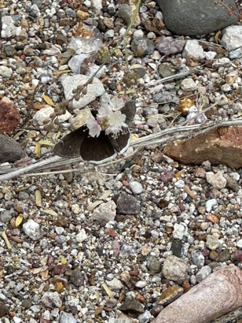 Erynnis funeralis butterfly on Boerhavia xantii