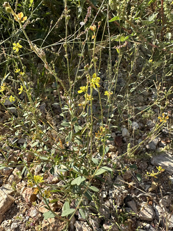 Galphimia angustifolia plant